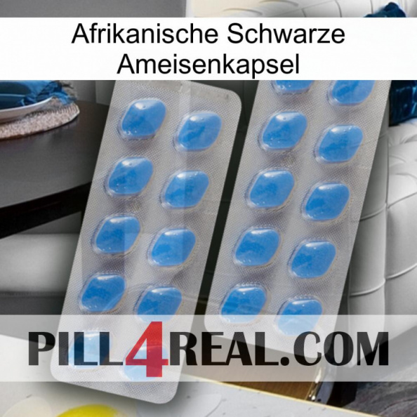 Africa Black Ant Capsule 23